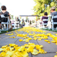 Yellow petals on the ground