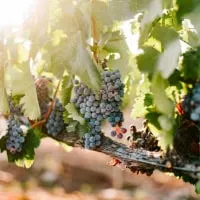 Sweet Select club Danza Del Sol Winery