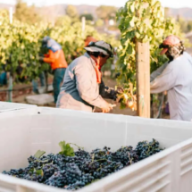 Workers picking grapes off of vines in the Danza del Sol vineyard for production
