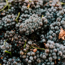 A close-up of dark, ripe grapes freshly harvested from the vineyard, scattered on the ground with a few dried leaves.