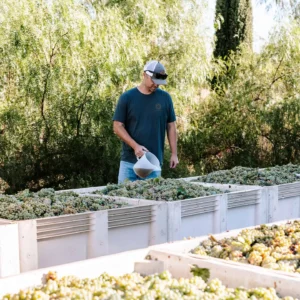 Winemaker Justin Knight preparing grapes to make Danza Del Sol wine