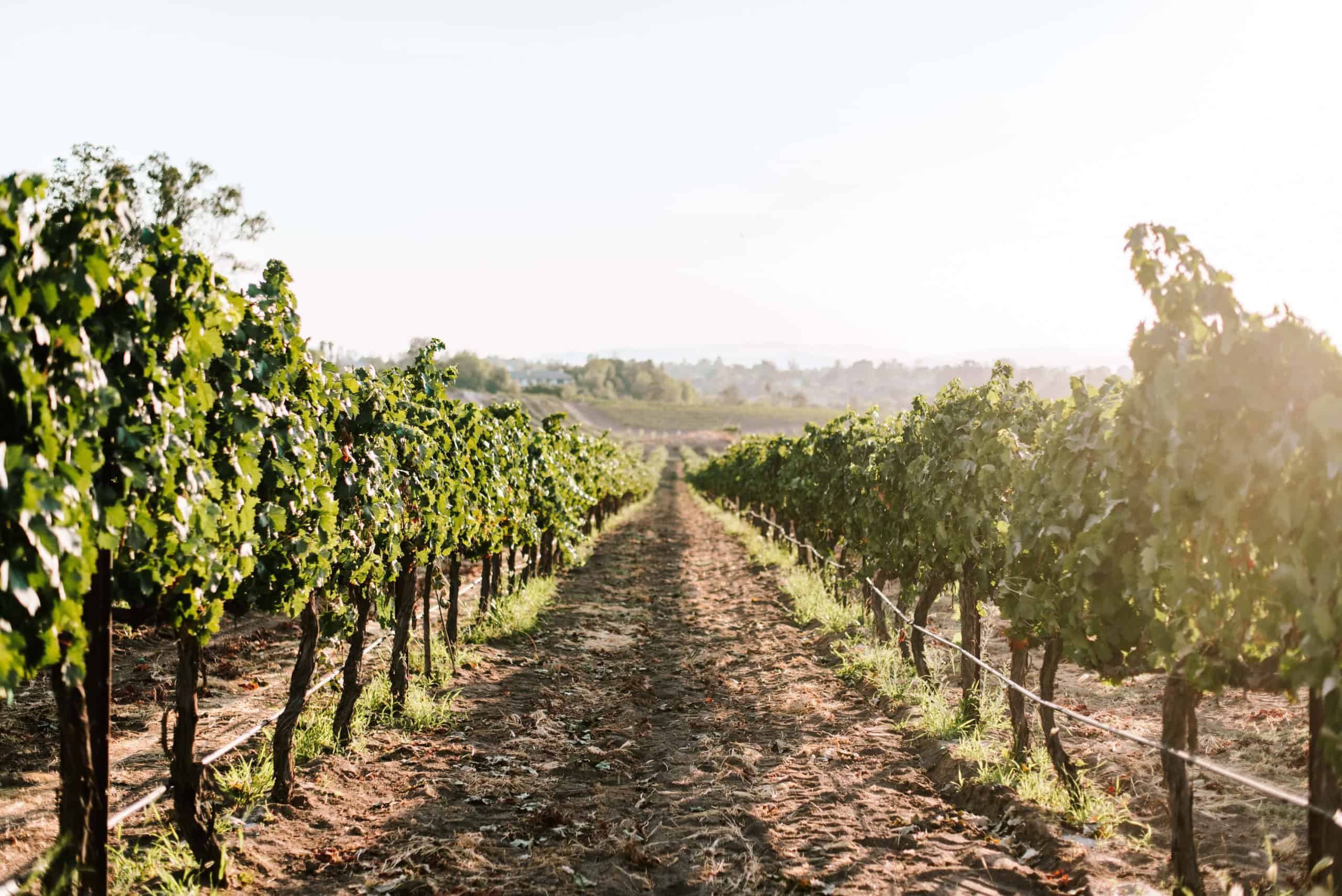 Line of grape vines on the Danza Del Sol property