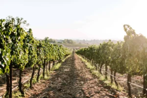 Row of grape vines at Danza Del Sol Winery during a sunset