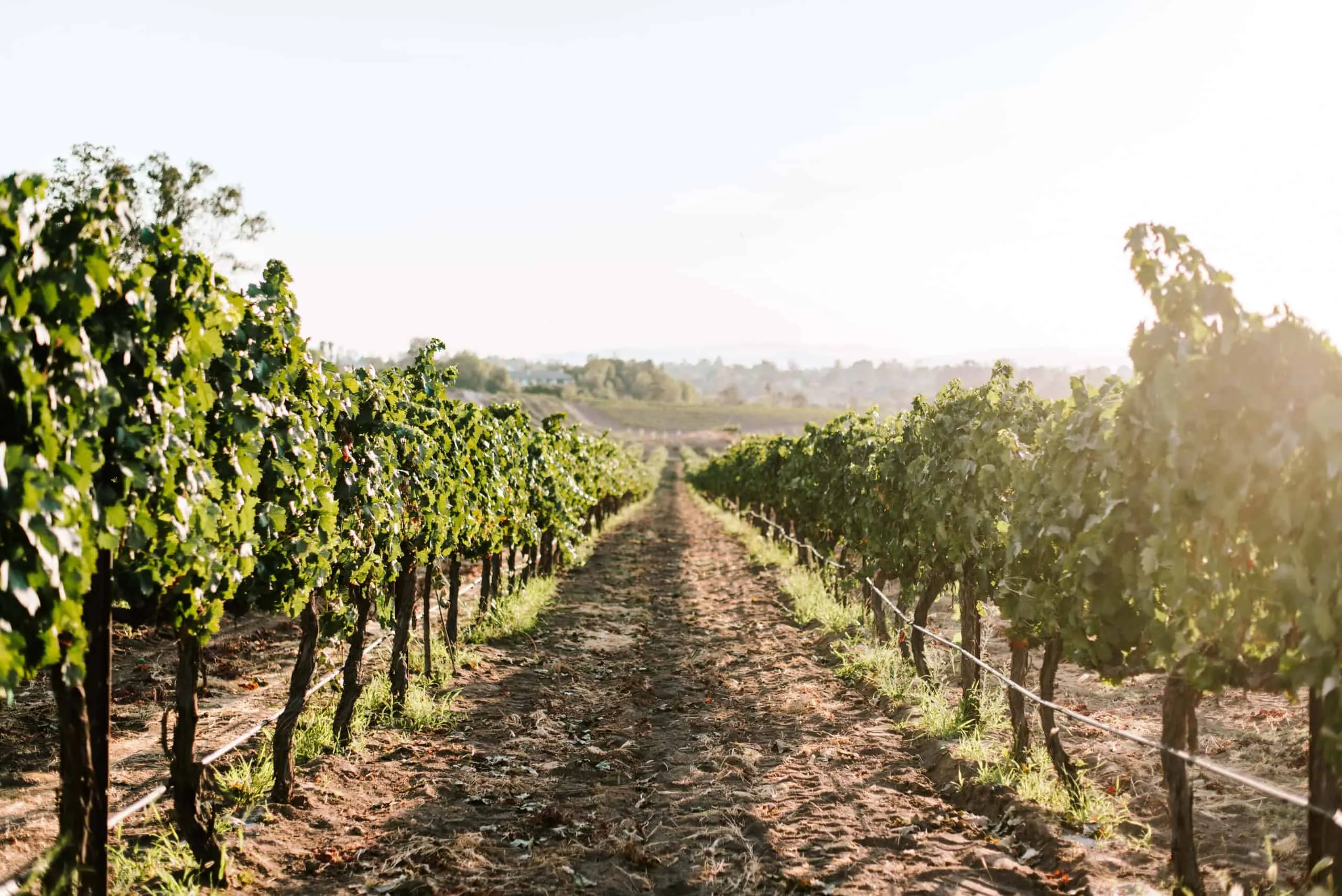 Line of grape vines on the Danza Del Sol property