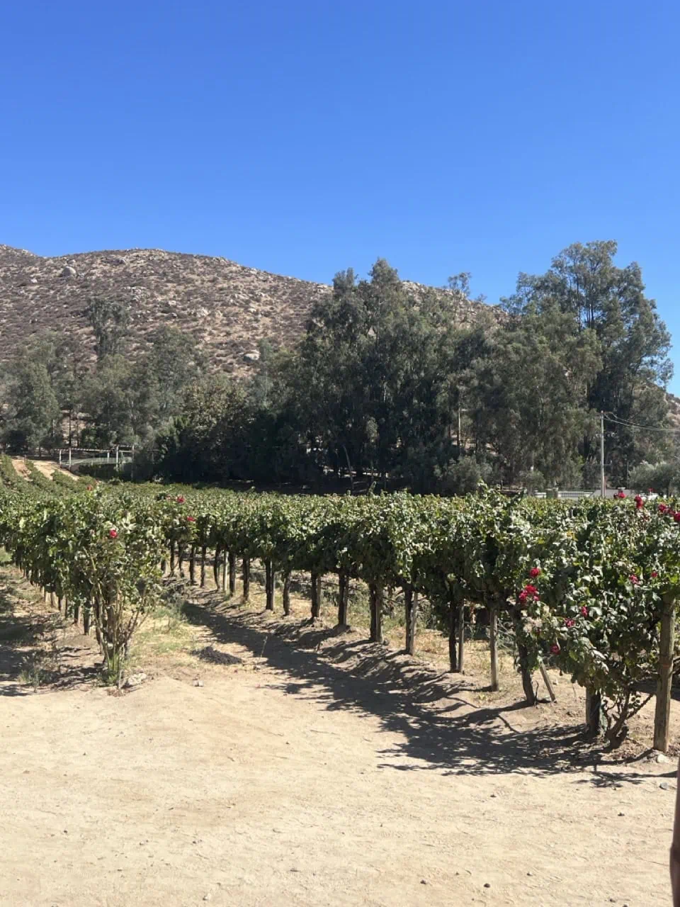 Vineyard in ensenada