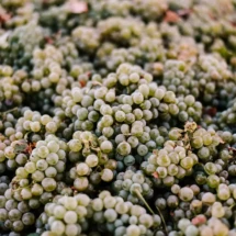Danza Del Sol Grapes