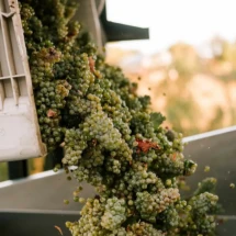 Grapes being moved from a bin to be pressed.