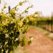 A close-up of grapevine leaves with young green shoots, with rows of vines in the background under bright sunlight.