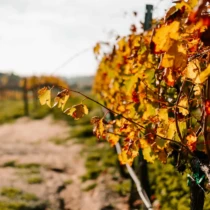 Close-up of autumn-colored grapevine leaves with hints of yellow and red, showing a vineyard path in the background.