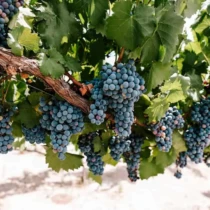 Clusters of ripe grapes hanging on the vine at Danza del Sol Winery, ready for harvest