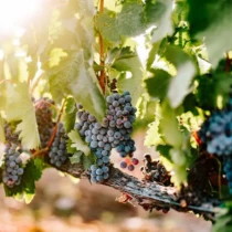 A close-up of ripe grapes hanging from a vine, with sunlight filtering through the leaves, in a vineyard setting.
