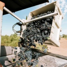 Grapes being poured into a truck during harvest, with ripe purple grapes spilling from a container.