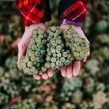 Danza Del Sol grapes being held