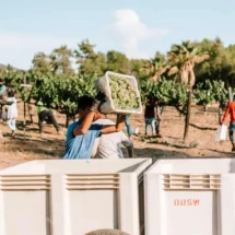 Person carrying a container of harvested grapes in a vineyard with workers in the background.