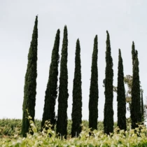 A row of tall cypress trees growing in a vineyard, with green vines surrounding the base.
