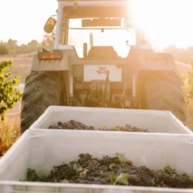 A tractor hauling bins of freshly harvested grapes through a vineyard, with sunlight casting a warm glow over the scene.