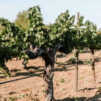 A mature grapevine growing in a vineyard, supported by a stake, with healthy leaves and a clear blue sky in the background.