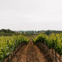 A view of the vineyards