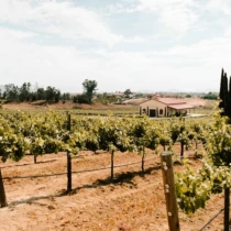 A beautiful view of a vineyard with grapevines growing along the rows, and a winery building with cypress trees in the background under a clear blue sky.