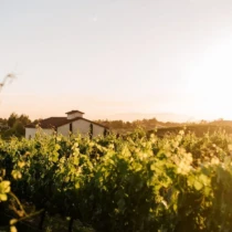 A beautiful vineyard bathed in the warm light of the sunset, with a house and cypress trees in the background.