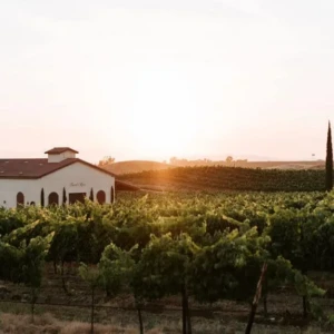 A beautiful sunset view over a vineyard with rows of grapevines and cypress trees, and a winery building in the distance.